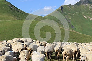 sheep on the mountains photo
