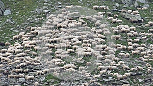 Sheep in Mountains, Herding Flock of Lambs Grazing Hill, Pastoral Autumn View