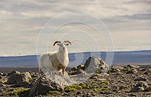 Sheep in Mountains on Iceland photo