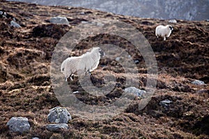 Sheep in the mountains on the Isle of Lewis and Harris