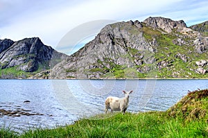 Sheep in mountains in Norway