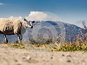 Sheep in mountains, Norway