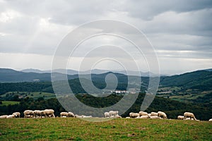 Sheep in the mountains of the Pyrenees France. Camino de santiago