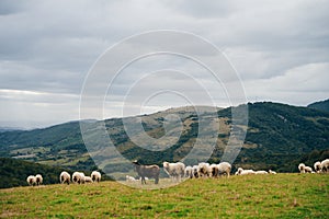 Sheep in the mountains of the Pyrenees France. Camino de santiago