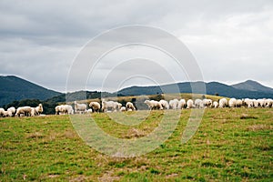 Sheep in the mountains of the Pyrenees France. Camino de santiago