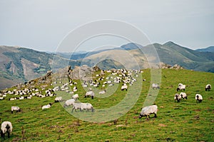 Sheep in the mountains of the Pyrenees France. Camino de santiago