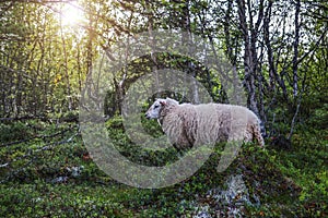 Sheep in mountains of Scandinavia