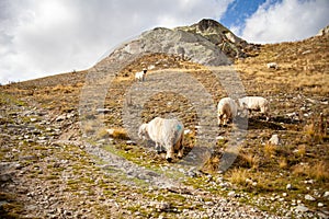 Sheep in the mountains. Swiss Alps, Switzerland