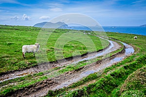 Sheep and Muddy Tracks