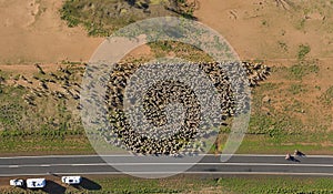 sheep muster in outback Queensland photo