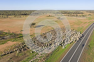 Sheep muster in outback Queensland. photo