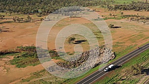 Sheep muster in outback Queensland photo