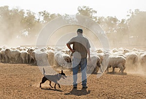 Sheep mustering in outback New South Wales