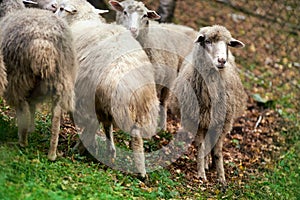 Sheep muzzle outdoors. Standing and staring breeding agriculture animal