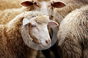 Sheep muzzle outdoors. Standing and staring breeding agriculture animal