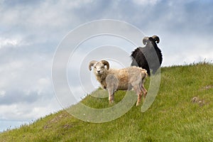 Sheep on Mykines