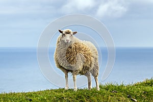 Sheep on Mykines island , Faroe Islands