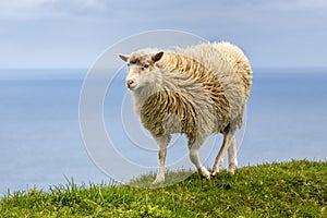 Sheep on Mykines island , Faroe Islands