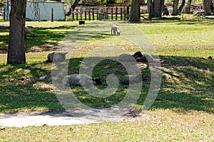 Sheep Napping in Shade