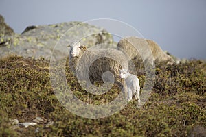 Sheep in nature