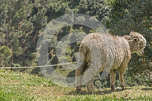 Sheep at Nature in Azuay, Ecuador