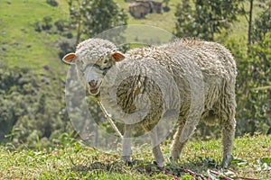 Sheep at Nature in Azuay, Ecuador photo
