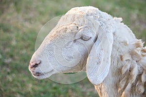 Sheep in nature on meadow. Farming outdoor