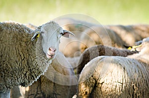 Sheep in nature photo