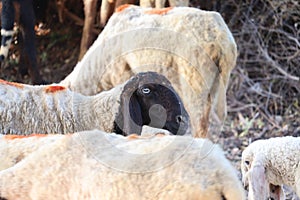 Sheep in nature on meadow. Farming outdoor.Portrait of family sheep in the farm