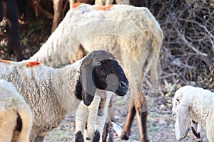 Sheep in nature on meadow. Farming outdoor.Portrait of family sheep in the farm.Group of sheep ready to follow