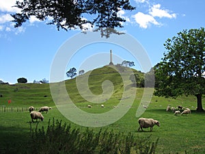 Sheep and nature views photo