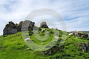 Sheep near Duntulm Castle Ruins, Scotland, UK