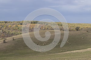sheep near Eger, Matra a Bukk mountains, Heves, Hungary