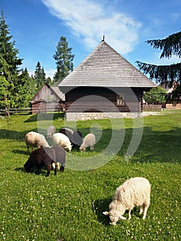 Ovce u lidového domu v Pribylině