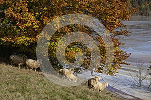Sheep near polluted lake geamana,romania