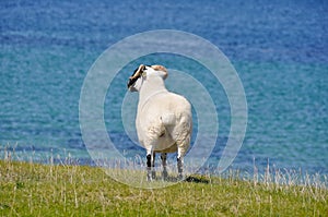 Sheep near the sea, Mannin Bay (Ireland)