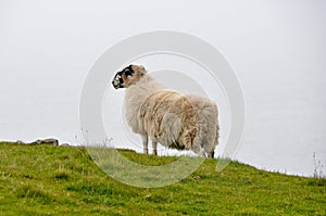 Sheep near Slieve League Cliffs, Ireland photo