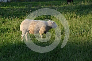 Sheep Netherlands