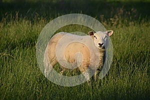 Sheep Netherlands in meadow