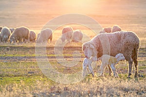 Sheep  with new born lambs drinking milk from their mother