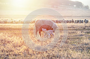 Sheep  with new born lambs drinking milk from their mother