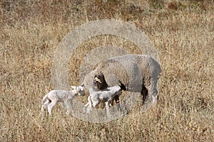 Sheep and new born lambs in Italian Gran Sasso Par