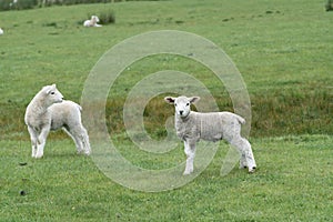 Sheep and new lambs on farm