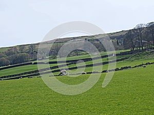 Sheep and new spring lambs grazing in fields surrounded by stone walls and hills in west yorkshire pennine countryside