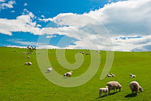 Sheep in the New Zealand