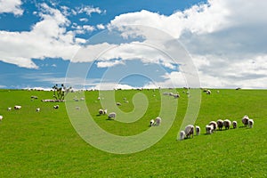 Sheep in the New Zealand