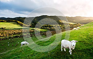 Sheep in New Zealand.