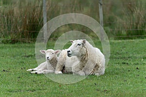 Sheep on New Zealand farm