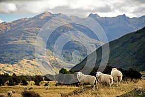 Sheep in New Zealand.