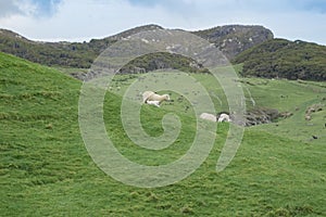 Sheep on New Zealand farm